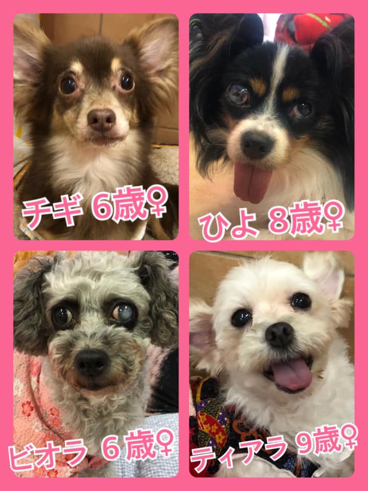 🐾今日の里親様募集中ワンコ🐶メンバーです🐾2020,7,25